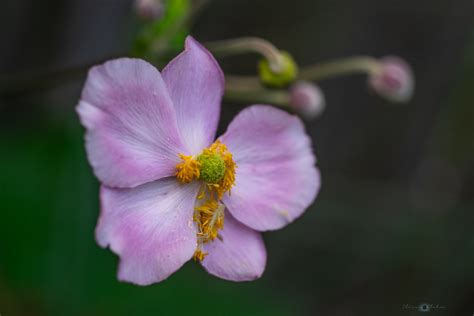 Anemone Windröschen Windflower Oliver Flohr Flickr