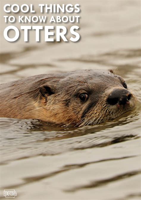5 Cool Things You Might Not Know About Otters Dnr News Releases