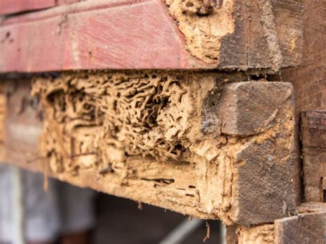 Early Signs Of Termite Damage What To Look Out For