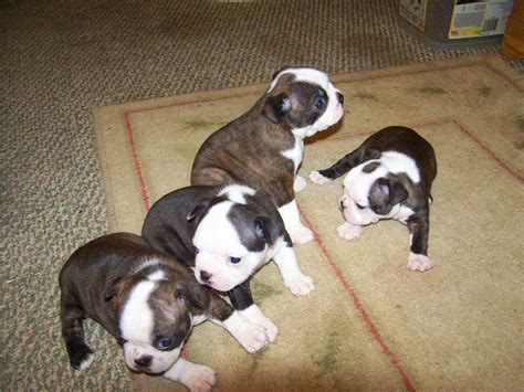 > all atlanta atlanta otp east otp north otp south otp west. Boston Terrier Pitbull Mix Puppies For Sale | PETSIDI