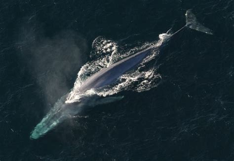 10 Oldest Whale Species In The World