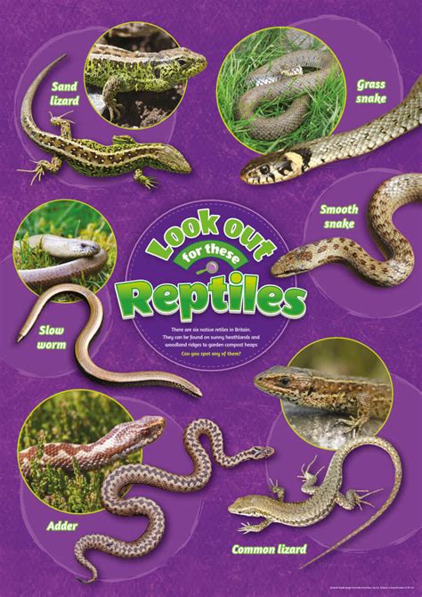 Reptiles Identification Poster Perfect School Nature Areas And Gardens