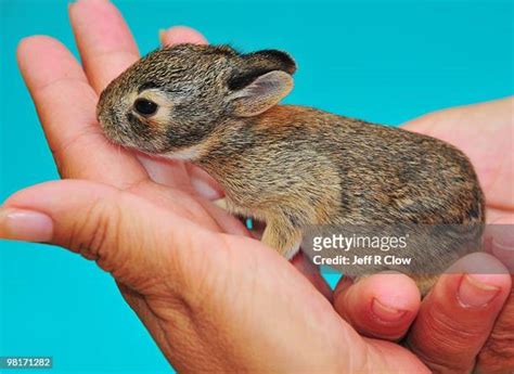 Newborn Rabbits Photos And Premium High Res Pictures Getty Images