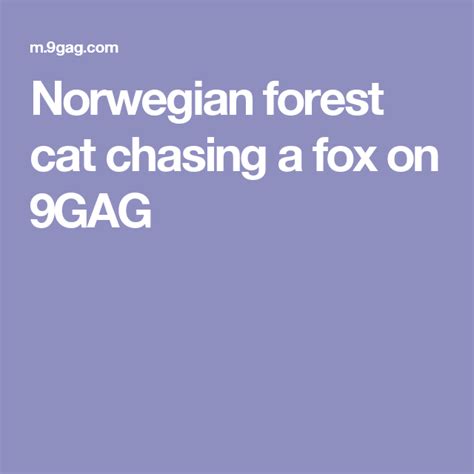 Norwegian Forest Cat Chasing A Fox Forest Cat Norwegian Forest Norwegian Forest Cat