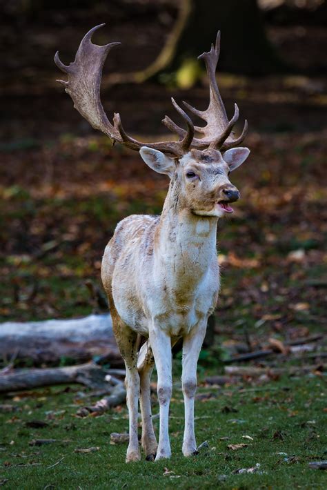 Deer Behavior In Fall