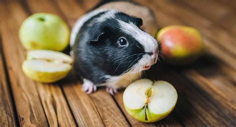 38 Guinea Pig Safe Foods Your Piggie Will Love To Share With You