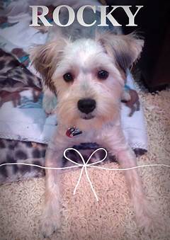 Teddy Bear Morkie Haircuts