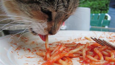 You should ensure that all your cat's nutritional needs are covered by eating do not let your cat eat something that she should not while you're cooking or eating. Can Cats Eat Pasta? Is Pasta Safe For Cats? - CatTime