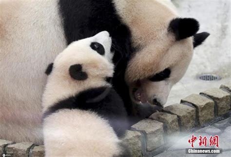 Panda Cub Feng Bin Receives Awesome T In Japan China News Sina
