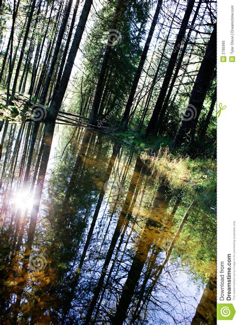 Forest Reflection Stock Image Image Of Background Reflect 2785995