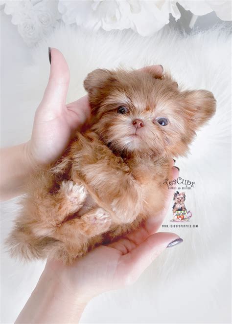 Imperial Shih Tzu Puppies | Teacup Puppies & Boutique