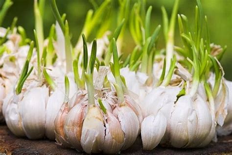 How To Plant Garlic In Pots Or Polybags