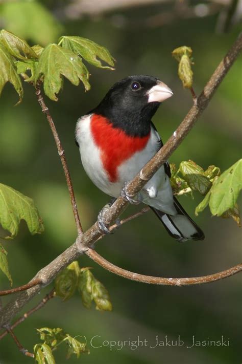 Saw This At My Feeder Today Red Breasted Grosbeak Painted Bunting