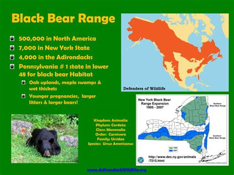 Ppt Understanding Black Bears Steve Hall Adirondack Wildlife Refuge