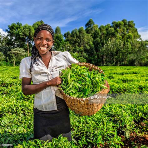 African Women Plucking Tea Leaves On Plantation Kenya East Africa High