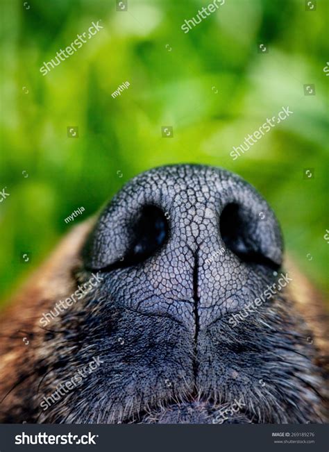 Dog Snout Dog Close Up Animal Nose Stock Photo 269189276 Shutterstock