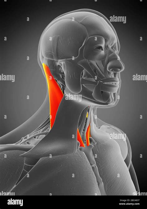 Sternocleidomastoid Muscle Swelling