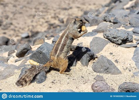 The Barbary Ground Squirrel Atlantoxerus Getulus Stock Photo Image
