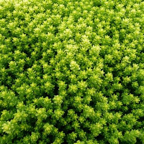 Golden Moss Golden Carpet Sedum Acre Stonecrop On My Succulent Wish