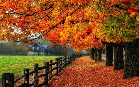 Fall Colors Fields Trees Hd Wallpaper Peakpx