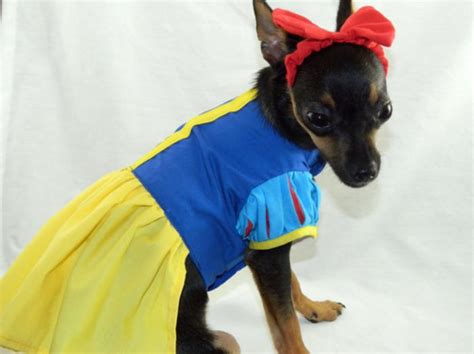 Halloween Dog Costume Ideas 32 Easy Cute Costumes For