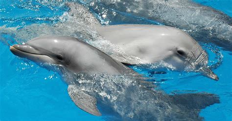 Dolphins Are Having Lots Of Pleasurable Lesbian And Gay Sex