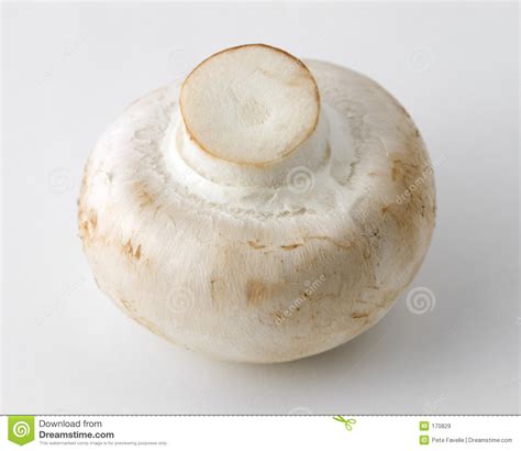 Mushroom Stock Image Image Of Flavour Ingredients Feed 170829