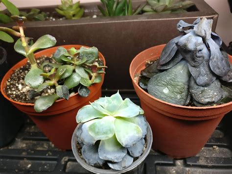 Please Help Me Save My Dying Succulents I Dont Know Whats Wrong Succulents