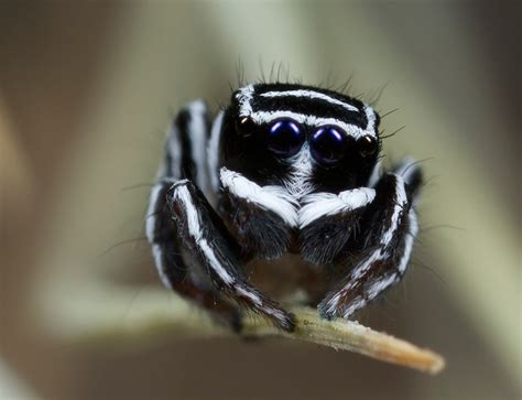 Gallery Tiny Beautiful Peacock Spiders Australian Geographic