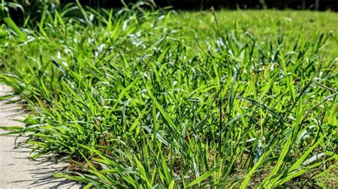 Timing Crabgrass Pre Emergent Applications In Spring