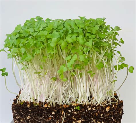 Everythinggreen Wasabi Mustard Gmo Free Non Hybrid Microgreen Seeds