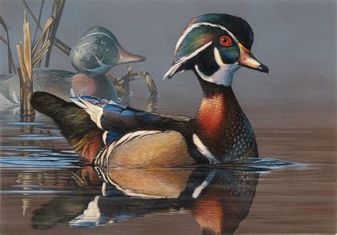 Minnesota Artist Wins Federal Duck Stamp Competition Delta Waterfowl