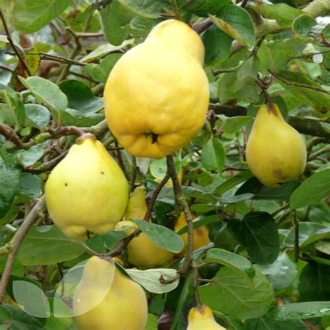 All basic pruning requirements completed before delivery. Quince Meech's Prolific Fruit Trees For Sale