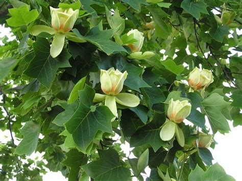Tulip poplar tree liriodendron tulipifera. Fertilizer For Tulip Trees | Cromalinsupport