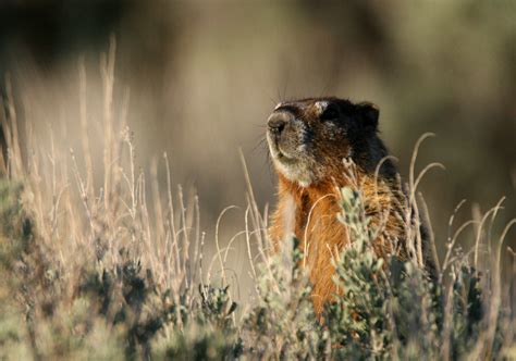 Marmot (Marmota) | Idaho Fish and Game