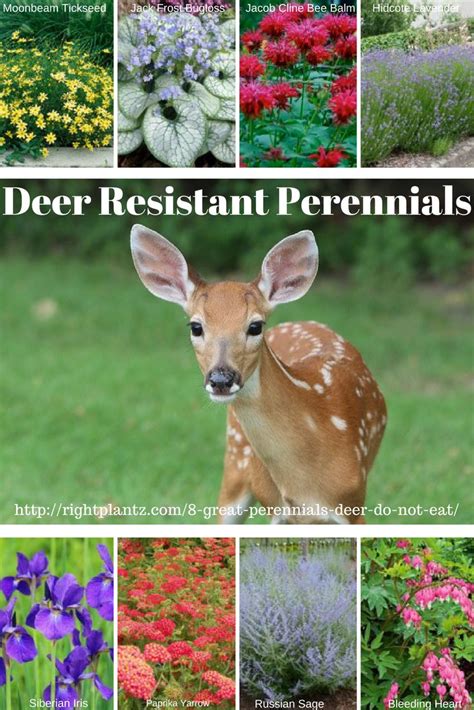 The only fully effective way to keep deer at bay is with a tall, electric fence. 8 Great Perennials Deer Do Not Eat I RightPlantz.com ...
