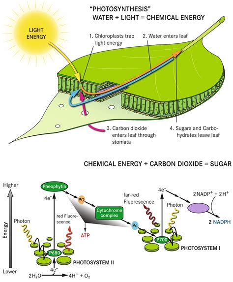 Photosynthesis And Chemosynthesis Venn Diagrams