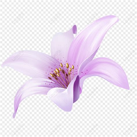 Purple Flowers Material Hand Painting Lily PNG Transparent Image And