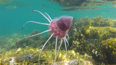Helmet Jelly Jellyfish Of The Cape Fear Region Nc · Inaturalist