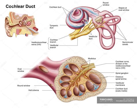 Anatomy Of The Cochlear Duct In The Human Ear — Physiology Ear Drum