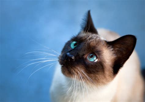 Animal Siamese Cat 4k Ultra Hd Wallpaper By Robert Couse Baker