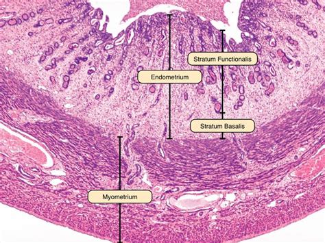 Uterus Reproductive System Human Anatomy And Physiology Biology