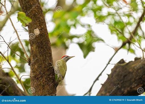 Streak Throated Woodpecker Or Picus Xanthopygaeus Bird Closeup Perched