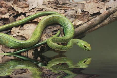 Tree Snake In Green Jungle Stock Image Image Of Snake 14088825