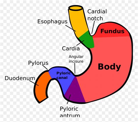 Regions Of Stomach Cardia Of Stomach Hd Png Download Flyclipart