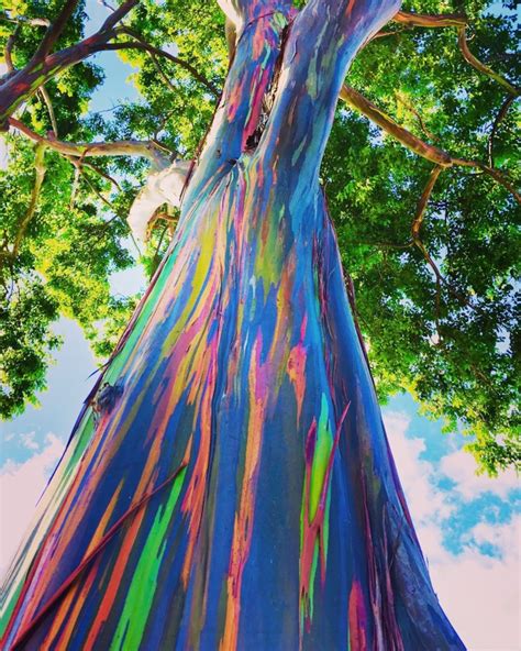 Rainbow Eucalyptus Tree Seeds Stunning Colored Bark Etsy