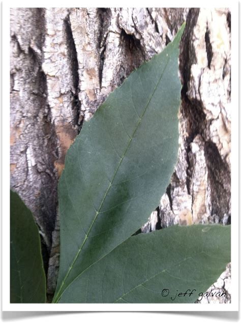 Green Ash Leaf Identifying Fraxinus Pennsylvanica By Leaf Boulder