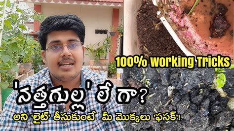 Grow more perennial plants, which often have bigger branches and root systems than annuals so they have the jump on slugs and snails in the spring. How to get rid of snails🐌/ slugs 🐛 in terrace garden ...