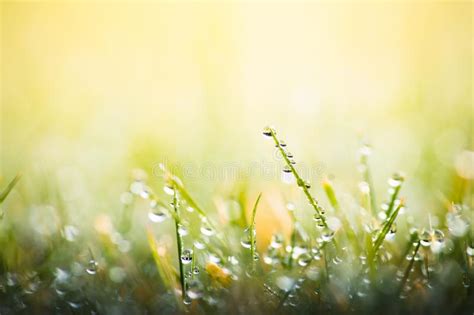 Green Grass Fresh Dew Water Drops Stock Photo Image Of Healthy