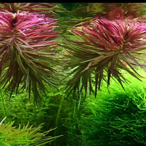 Buy Limnophila Aromatica Hippuroides Online At Best Price In Kerala